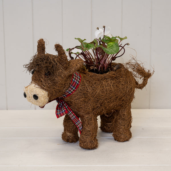 Highland Cow Planter with Tartan Scarf