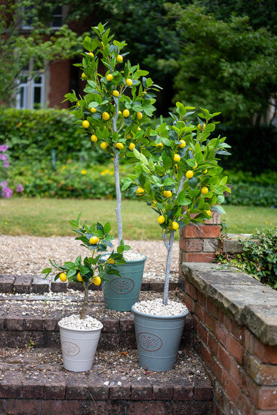 Artificial Lemon Tree 120cm