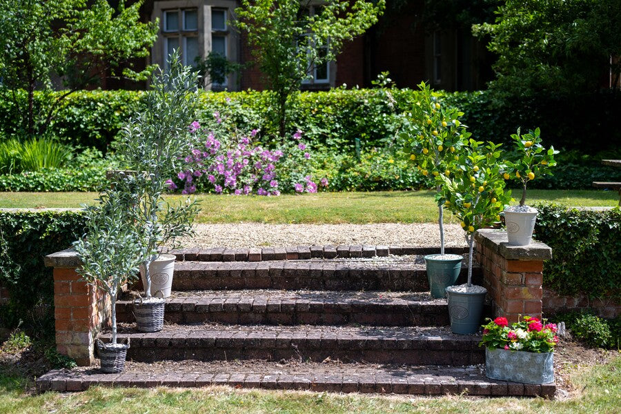 Artificial Lemon Tree