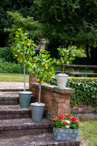 Artificial Lemon Tree 120cm